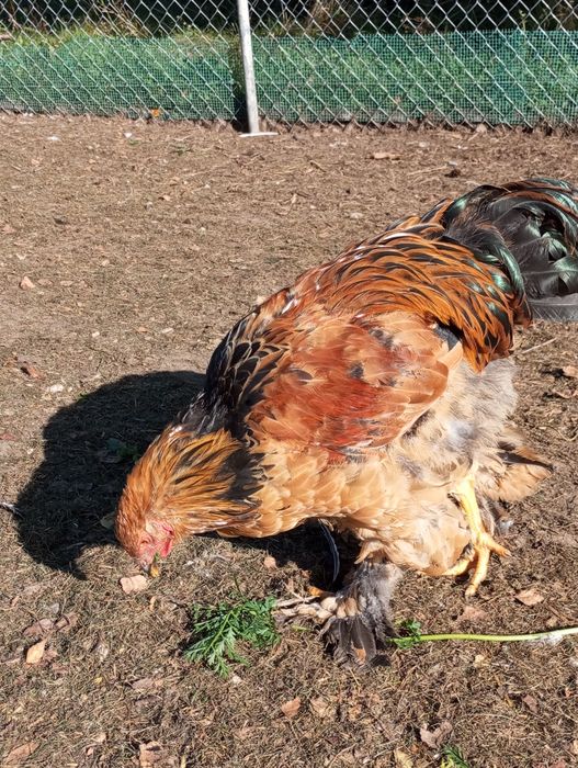 Koguty brahma  sprzedam