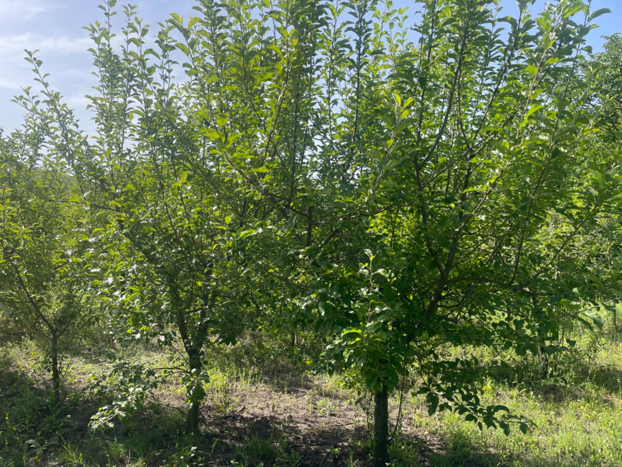Приватний будинок с .Соломія
