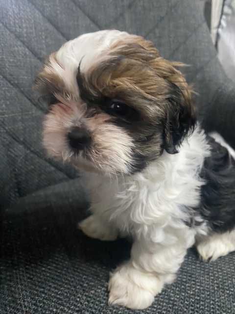 Szczeniak shih-tzu suczka Lisa