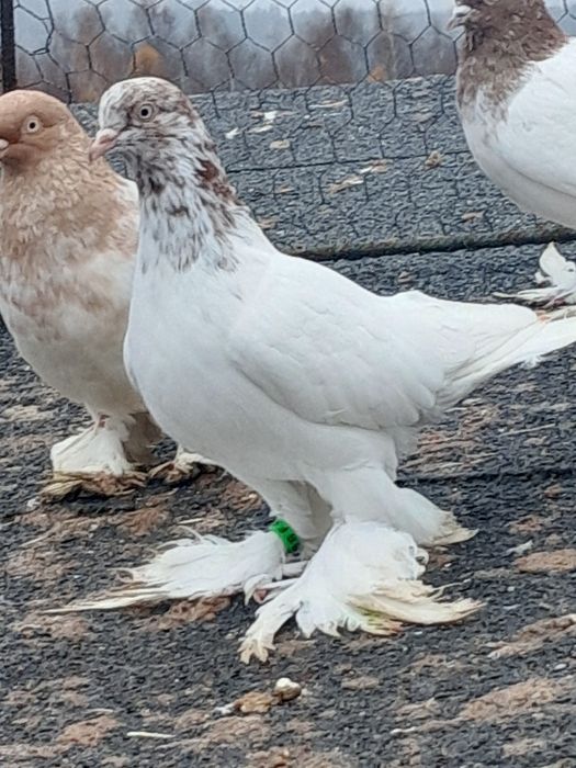 Gołębie  ozdobne