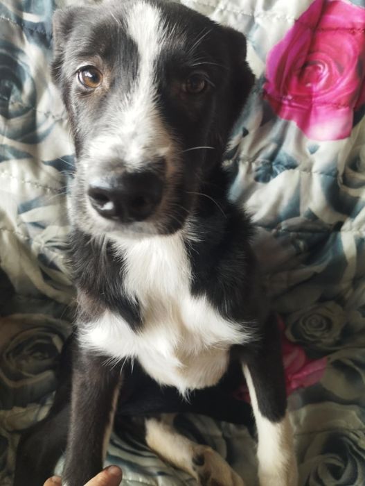 Garibaldi para adoção muito responsável