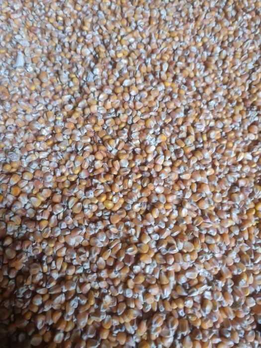 Kukurydza sucha zbiór 2025