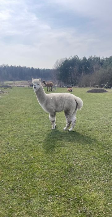 Alpaka  Huacaya Samiec