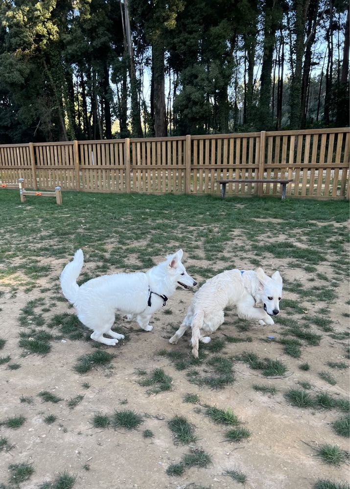 Dog-sitting cães sociáveis