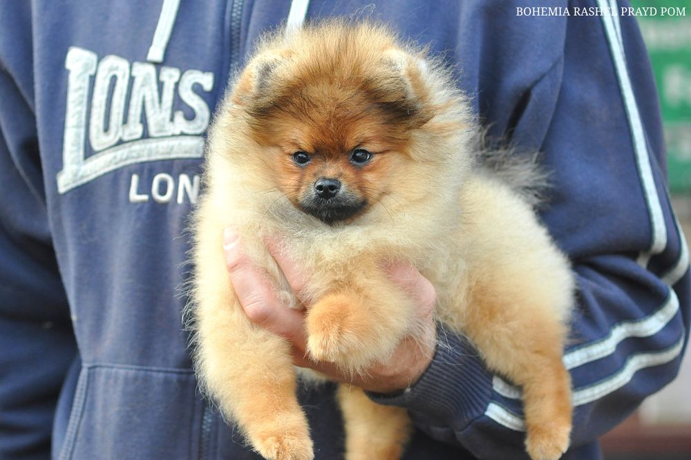 Особлива дівчина Рашель