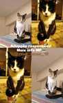 Duas gatinhas para adoção responsável