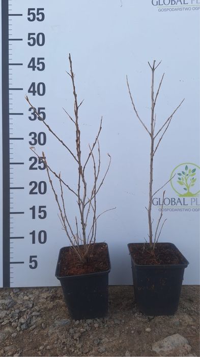 Rokitnik / Hippophae rham sadzonka doniczka P9
