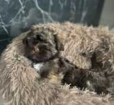 Hawańczyk-Havanese