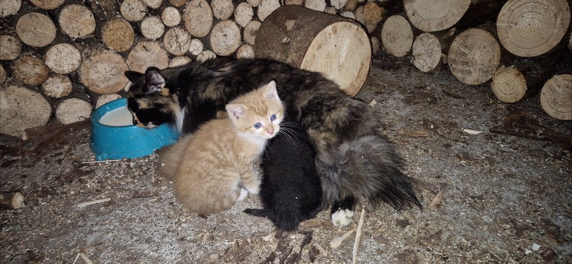 Oddam koty, oswojone i bardzo przyjazne. Nowy Targ, odbiór osobisty 88