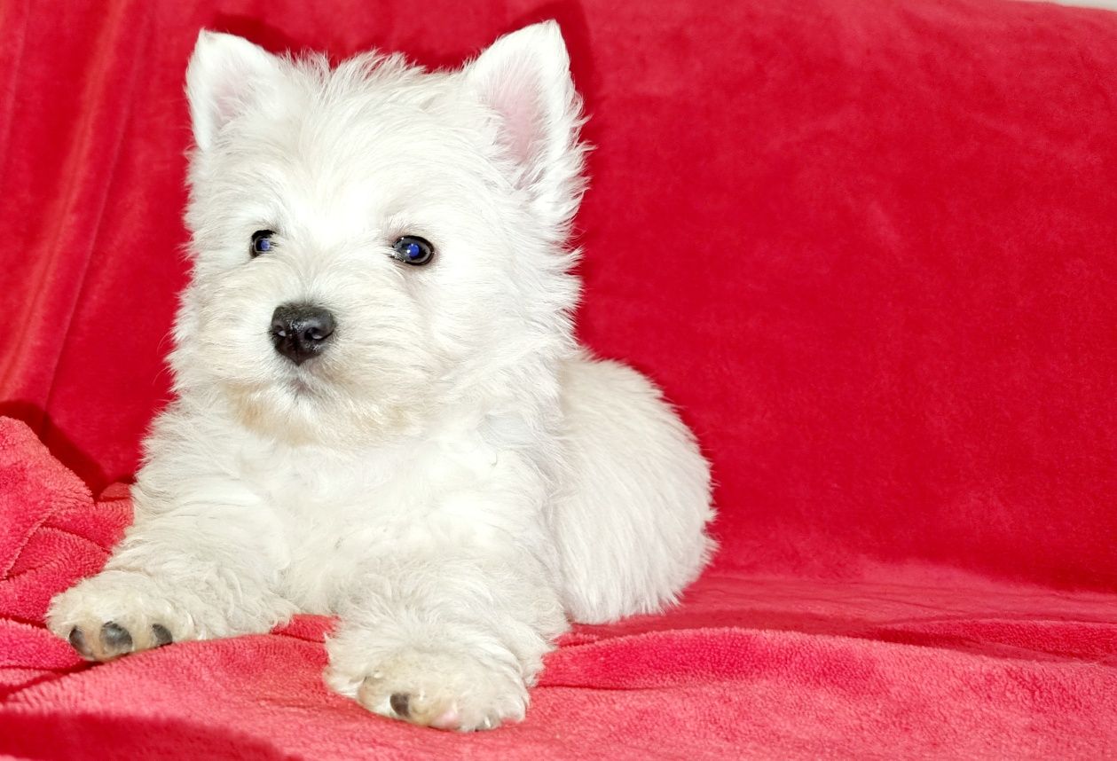 West Highland White Terrier