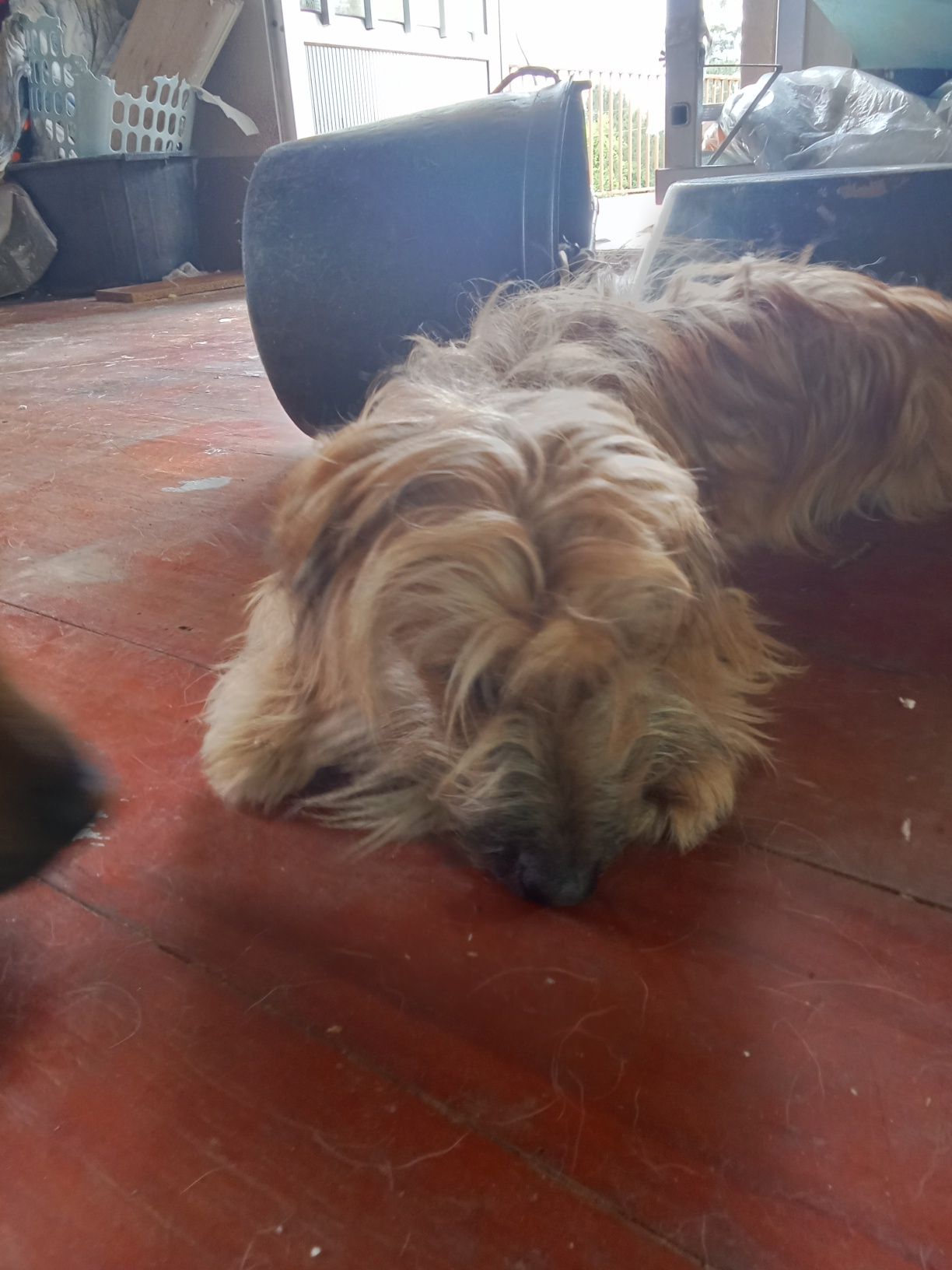 Cadela meiga mistura com Yorkshire