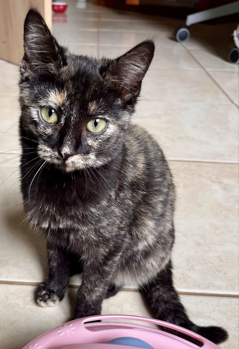 5 gatinhos - adopção responsável