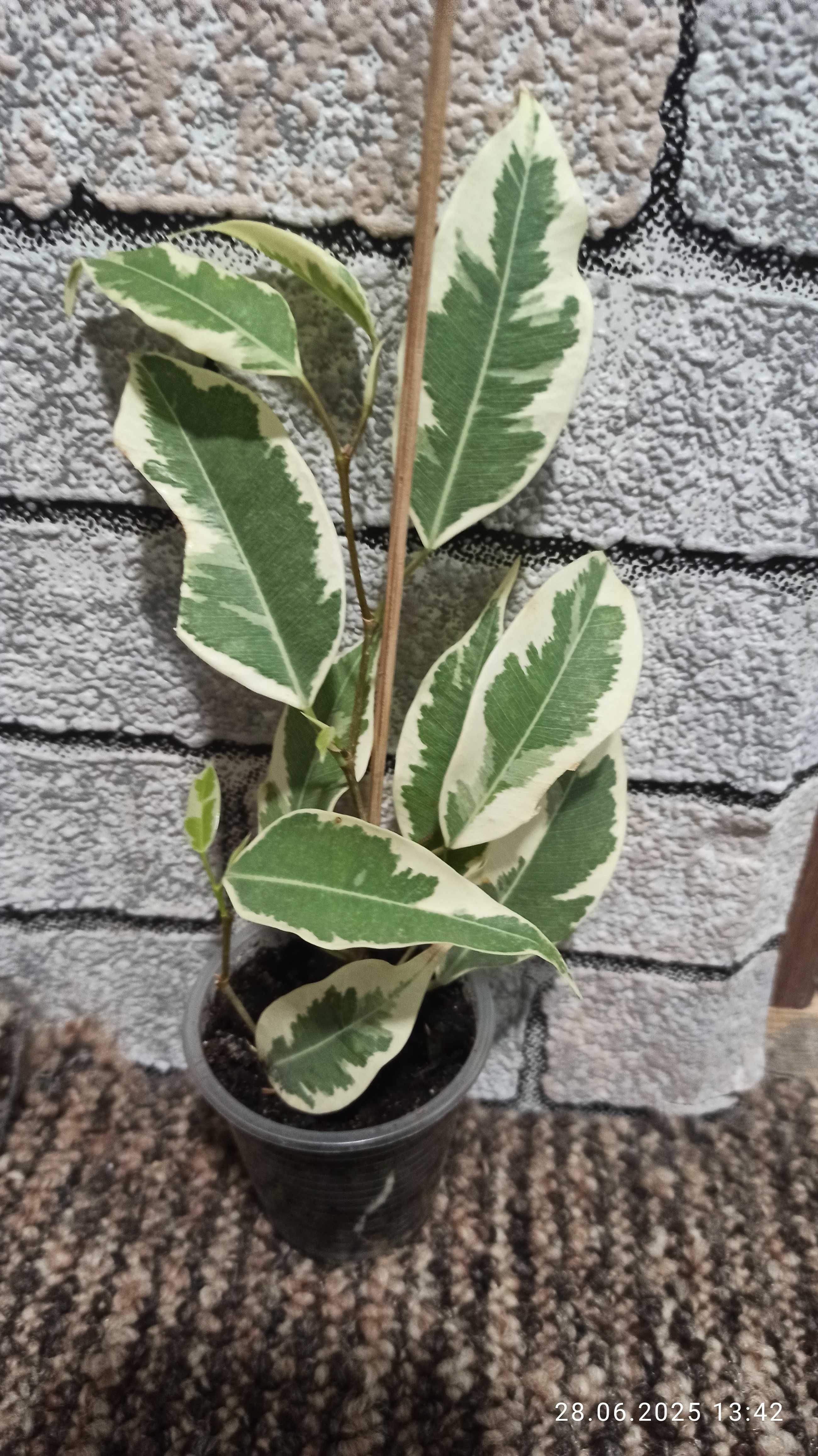 Фікус Де Гантель,Ficus De Gantel