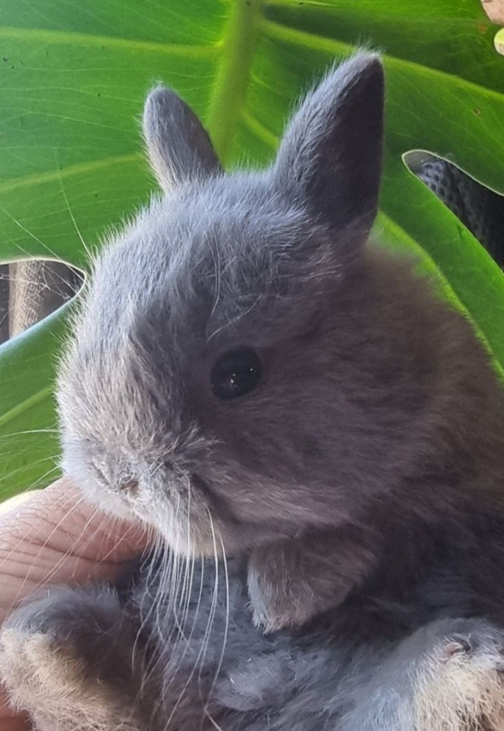 Coelhos anões vacinados várias raças