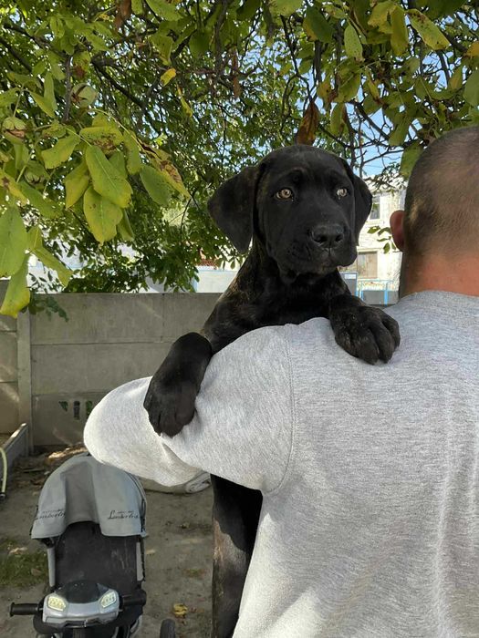 Продам щеня корсятко