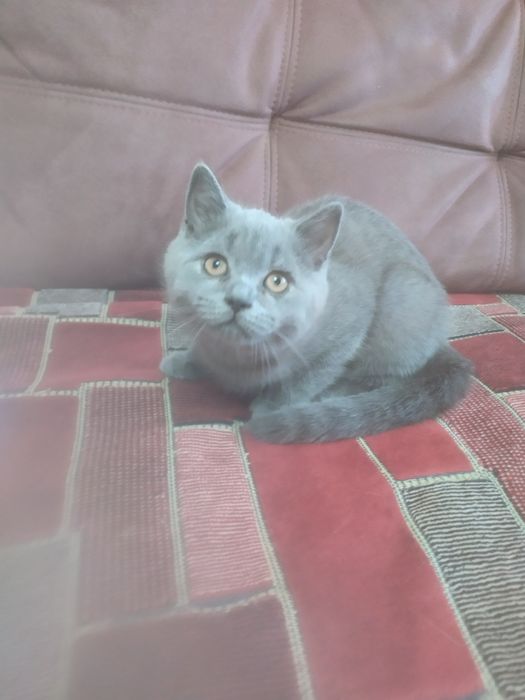 Настоящая британочка