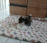 Piesek Shih-tzu z Rodowodem