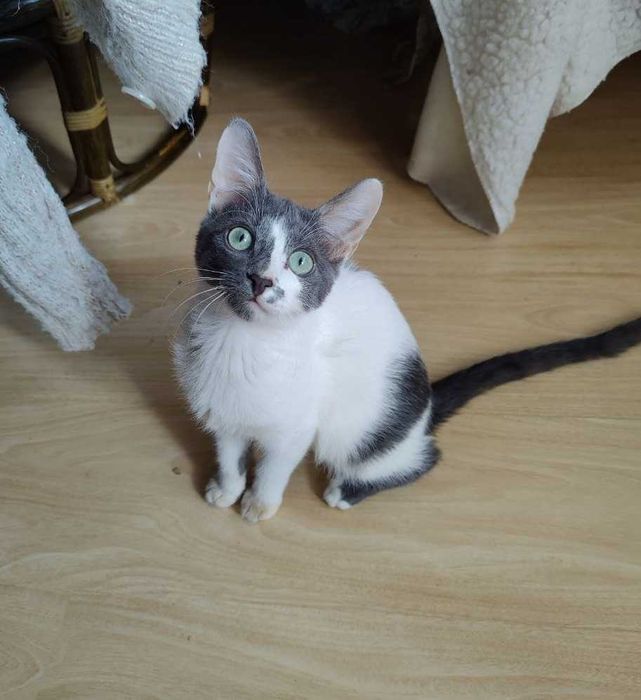 Милый, веселый и безупречно красивый котенок Аскольд, 4 месяца