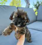 Urocza suczka ELZA Yorkshire Terrier