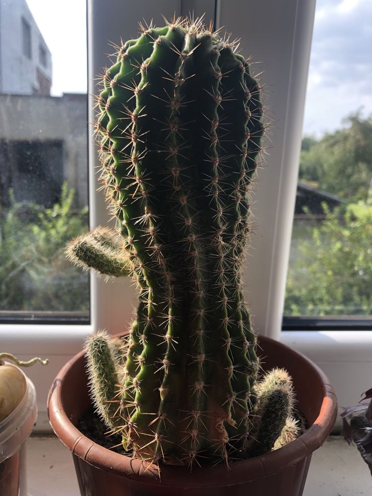 Kaktus mini mały kwitnący echinopsis