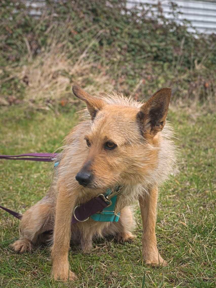 Pankracy - ciekawski, spokojny psiak do adopcji.