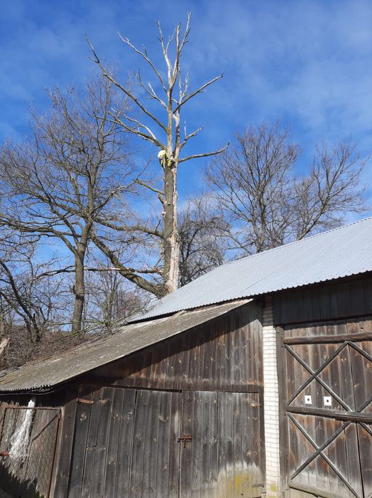 Trudne Drzewa–Wycinka, Pielęgnacja i Sprzątanie Działek+Rąbanie Drewna