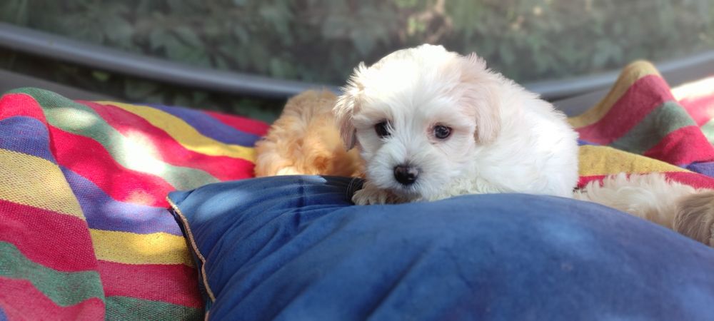 Maltipoo chłopiec Warszawa maltańczyk pudel