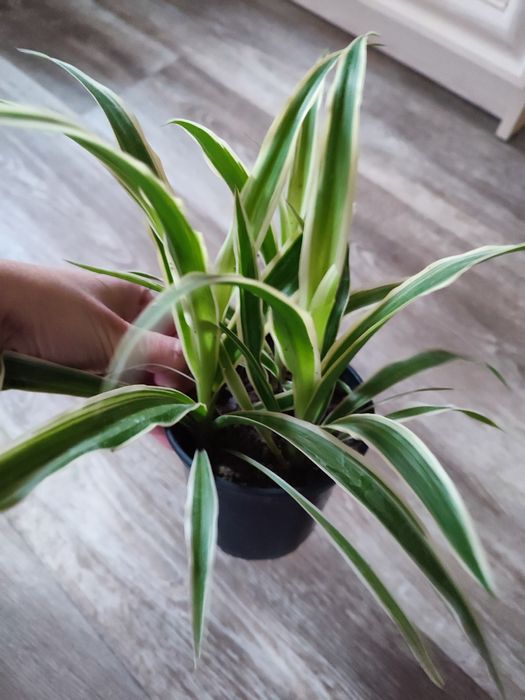 Набір кімнатні рослини оксаліс, традесканція, хлорофітум