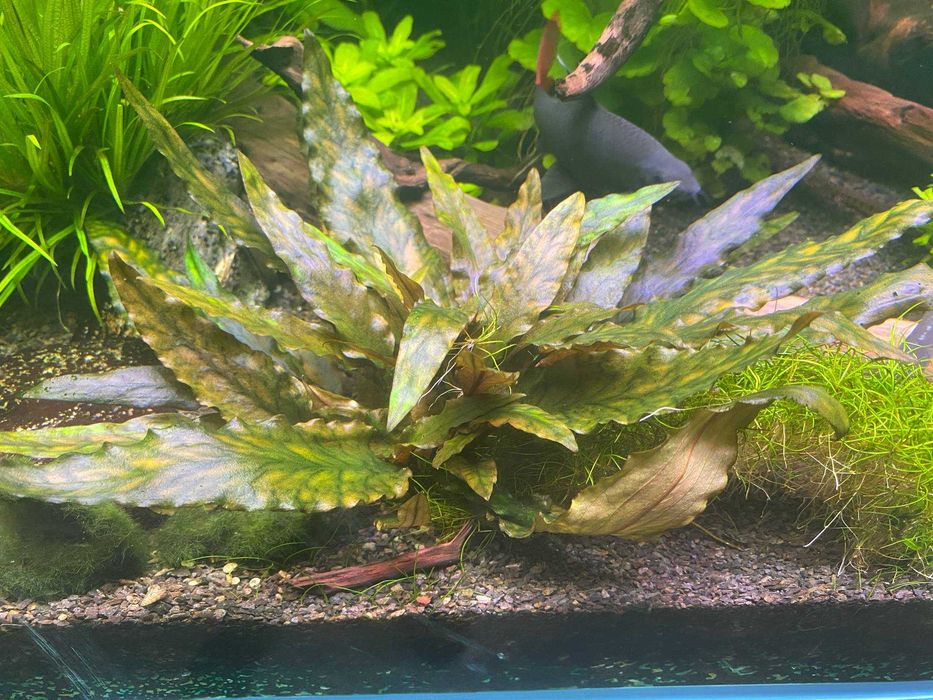 Cryptocoryna Wendtii - kryptokorona Wendta