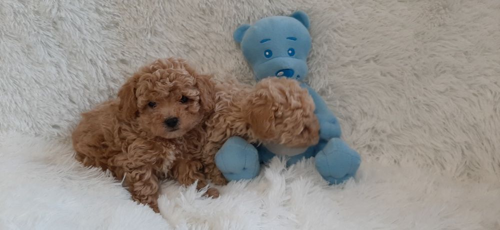 Bichpoo Maltipoo Poochon Pudelek