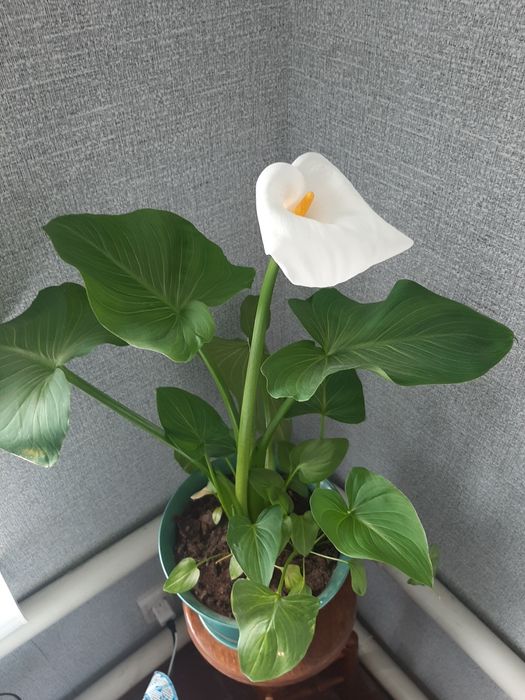 Кали домашні квіти продам