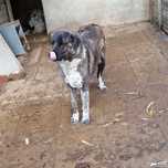 Rafeiro de Alentejo com LOP