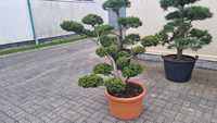 Drzewka bonsai z sosny i cis