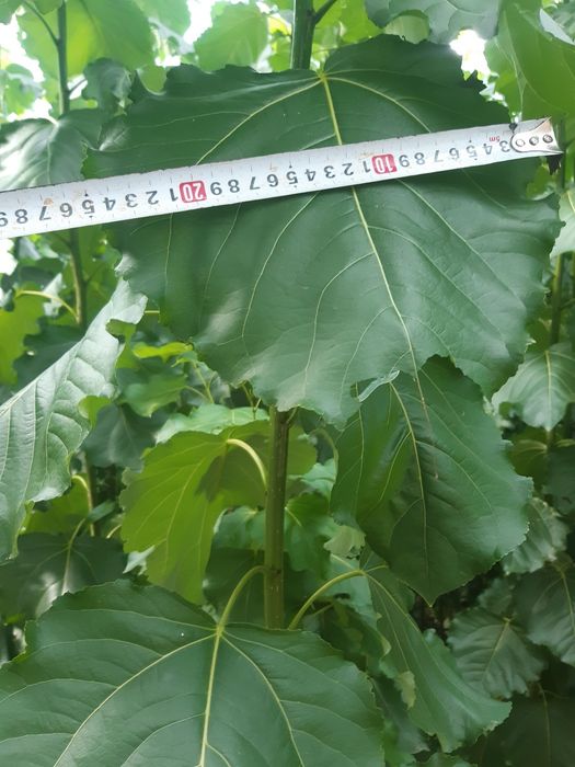 Łubin.seradela.nostrzyk.żyto jare.owies.pszenżyto.rzodkiew.facelia.gry