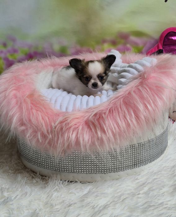 Mini xxs dziewczynka chihuahua długowłosa