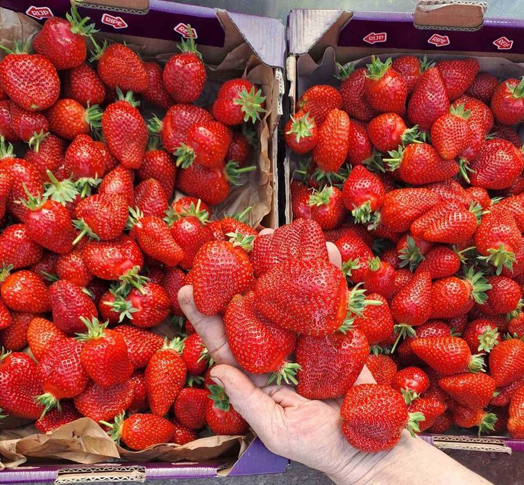 Касетну розсаду ранньої клубніки