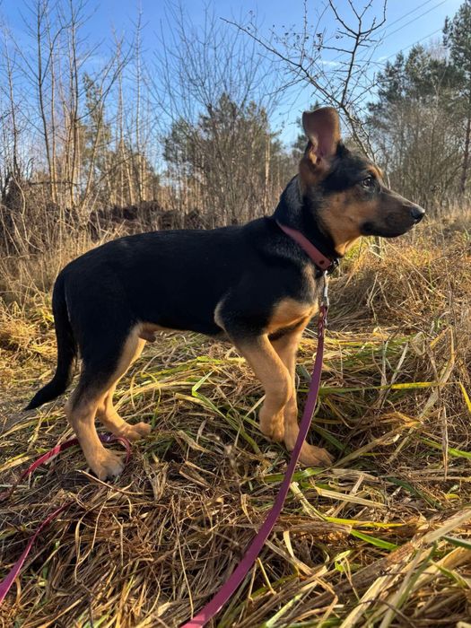 Cudowny szczeniak Mango szuka domku