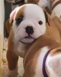 Bulldogs Ingleses