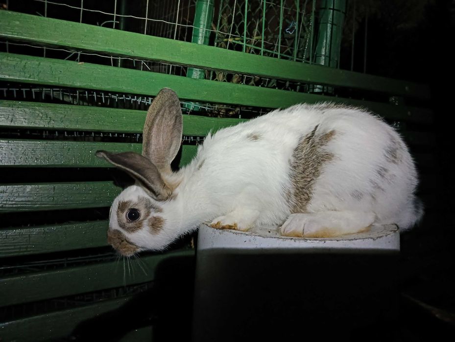 Królik samiec 3 miesięczny