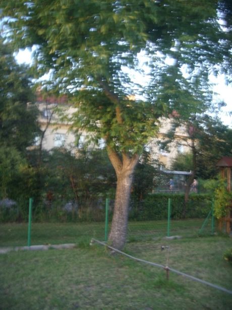 Drzewo orzech włoski.