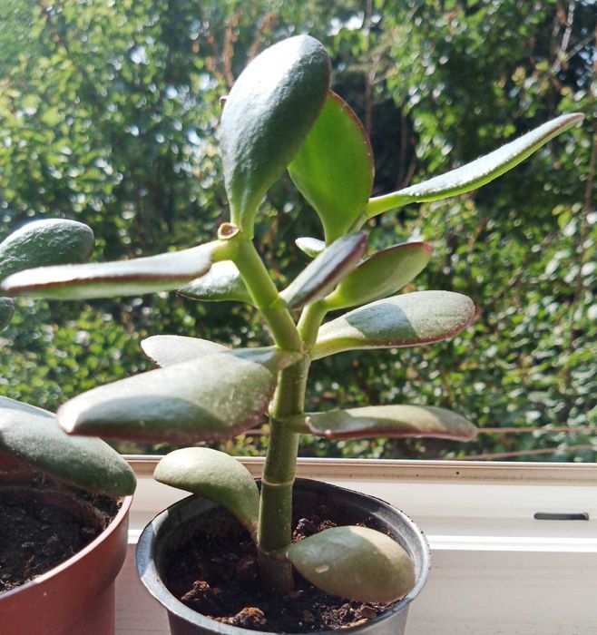 Денежное дерево Красула