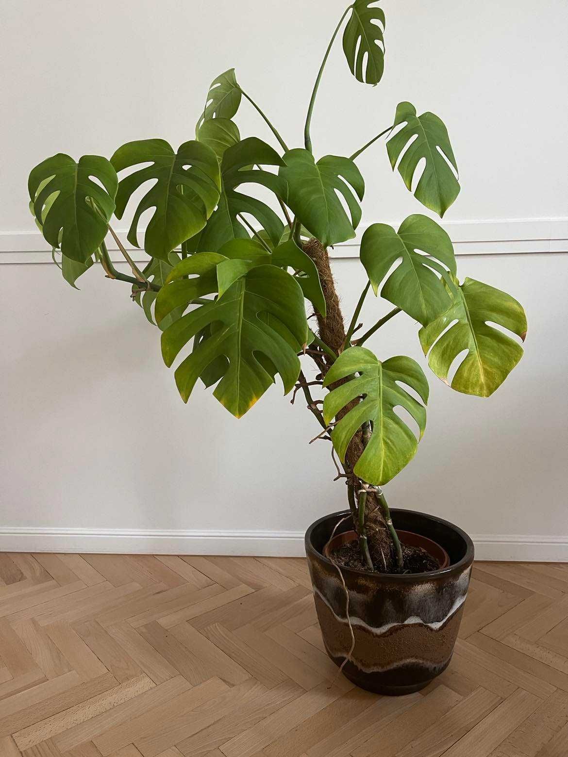 Monstera deliciosa philodendron 120 cm kwiat roślina doniczkowa