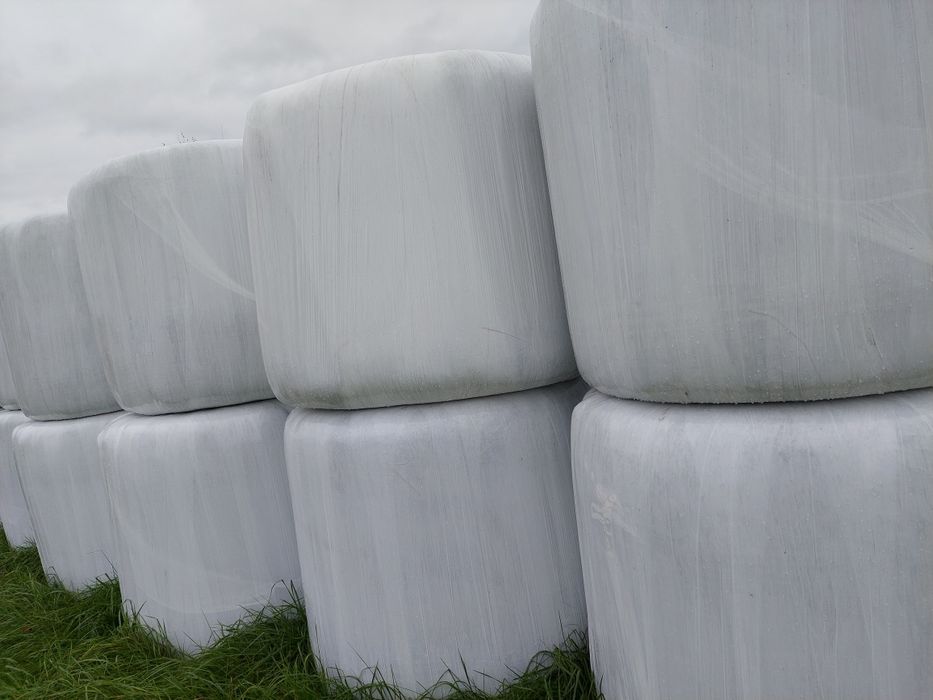 Sianokiszonka trawa koniczyna