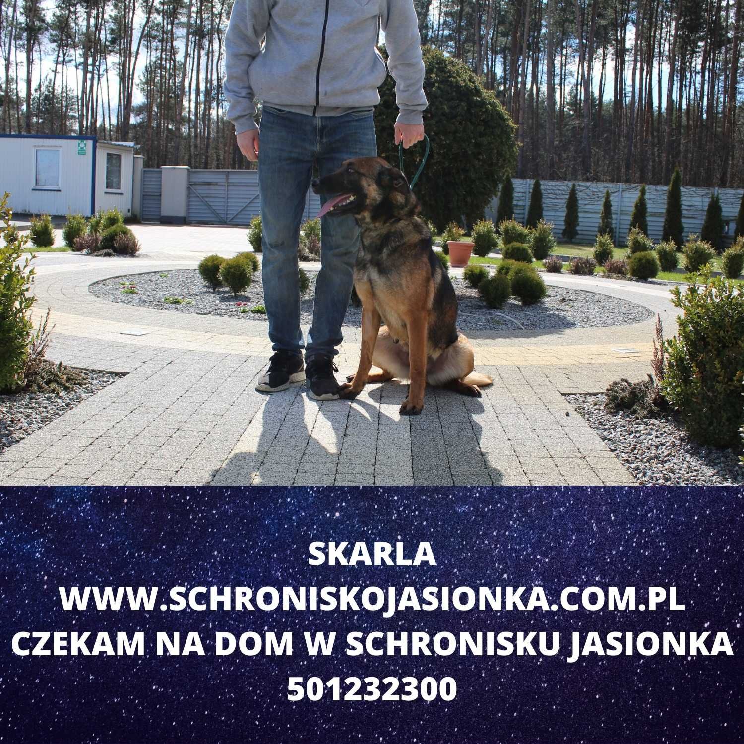 Skarla- do adopcji