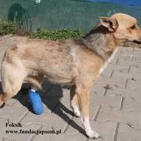 Foksik, delikatny piesek szuka domu