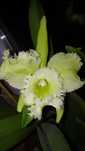 Орхідея Golf Green “Hair Pig” (Cattleya Moscombe x Brassavola digbyana