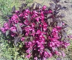Вейгела квітуча , 5 сортів з кольоровим листям