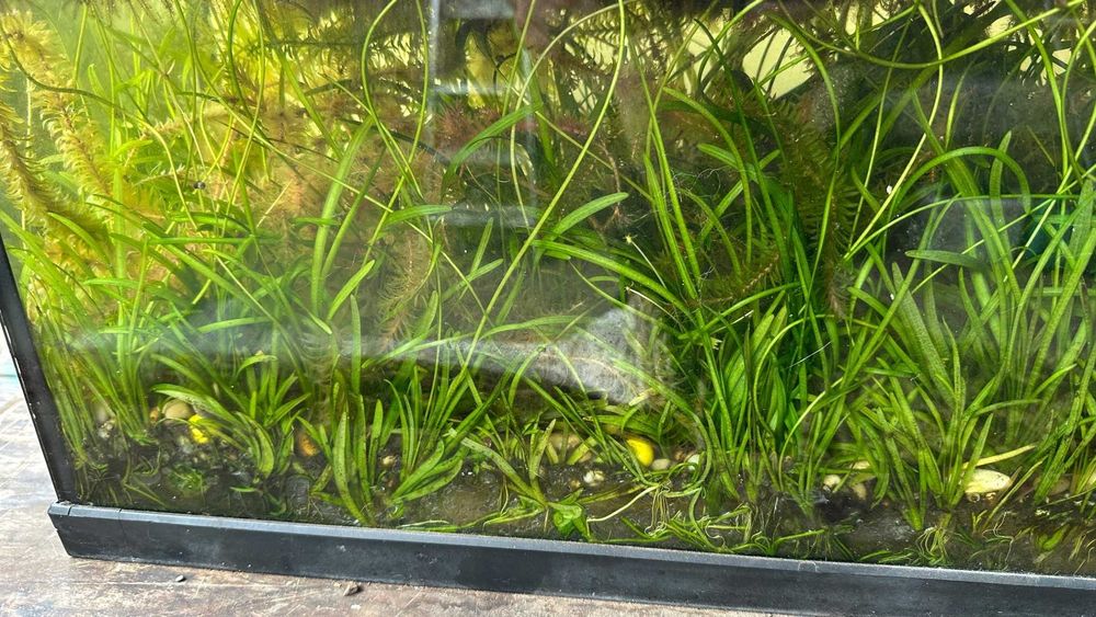 Salvinia minima, dwarf sagitaria, e elodea densa.
