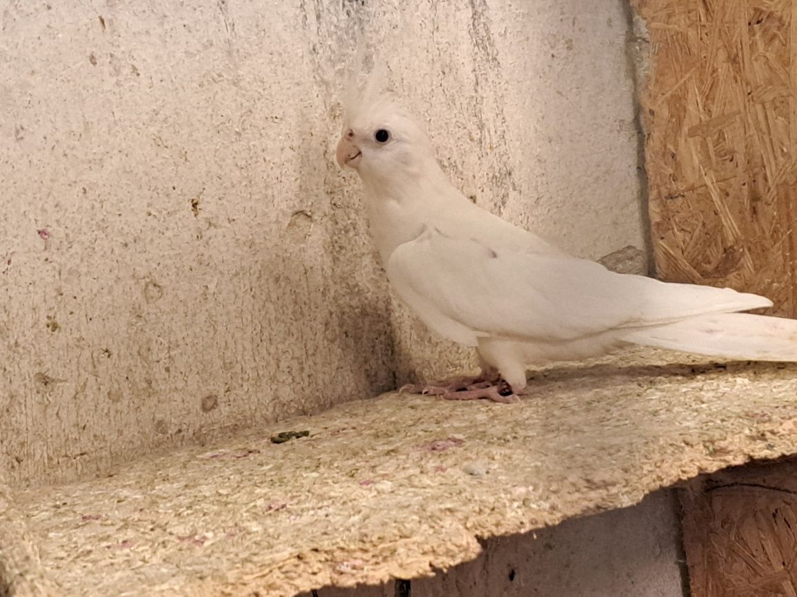 Nimfy samica nimfa albino