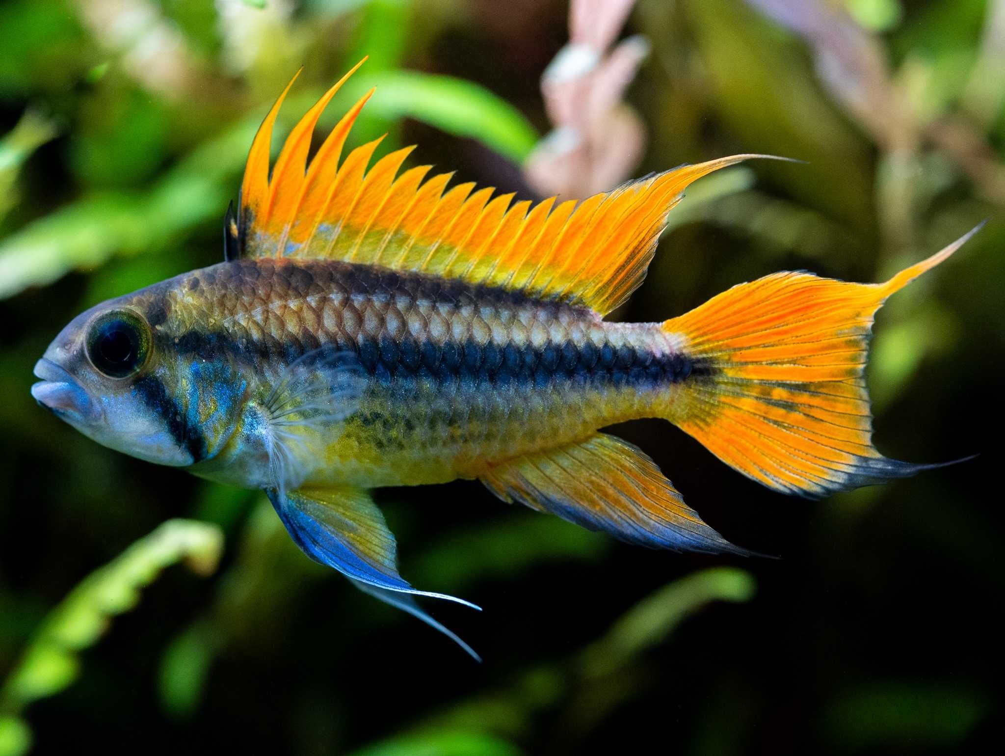Pielęgniczka kakadu odmiana ORANGE - Apistogramma cacatuoides - dowóz